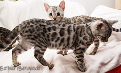 Bengalkatze silber